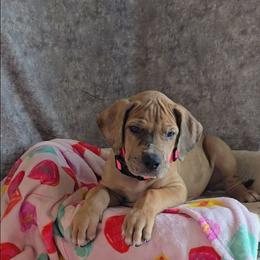 Barrel - Merle female Great Dane puppy in Caldwell, Idaho from Miner's Dynamic Danes