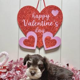 Flint - Liver male Miniature Schnauzer puppy in Huntington, Utah from Schnauzers on Robinson Lane