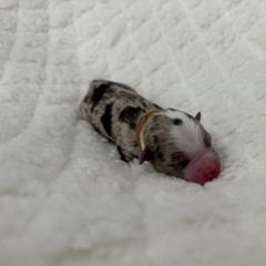 Australian Mountain Doodle and Toy Australian Shepherd Puppies from Blue Stem Companions