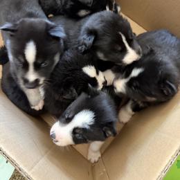 Siberian Husky Puppies from White Wolf LLC