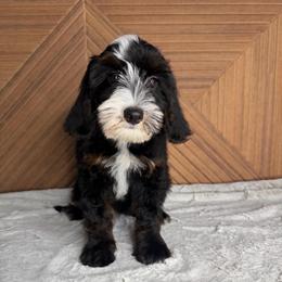 White girl - Tri-color female Bernedoodle puppy in Modesto, California from Two Doods Doodles