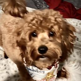 Skeeter - Goldendoodle