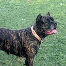 Kiya - Cane Corso