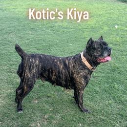 Kiya - Cane Corso