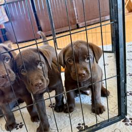 Chocolate boy - Chocolate male Labrador Retriever puppy in Ranchita, California from Pacific Crest Labradors