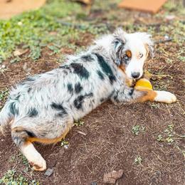 Juni - Blue merle female Miniature Australian Shepherd puppy in Shingletown, California from Whiskeytown Aussies