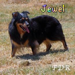 FDR Amazen Kuttin Jewel - Miniature Australian Shepherd