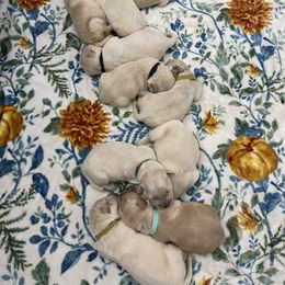 Golden Retriever Puppies from Ruff Life Goldens