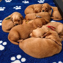 Female 7 - Dark golden female Golden Retriever puppy in Rainier, Washington from Hanson’s NW Goldens & Doodles