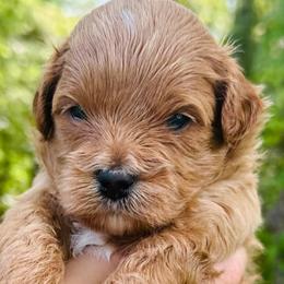 Cavapoos from Clark County Cavapoos