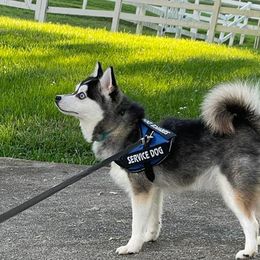 Kenai - Alaskan Klee Kai