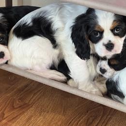 Cavalier King Charles Spaniel Puppies from Queen City Cavaliers