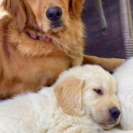 Birdie - Golden Retriever