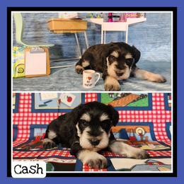 Cash - Black and silver male Miniature Schnauzer puppy in Lebanon, Missouri from Cedar Glades Canines