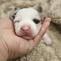 AKC - Quad Clear Merle - Boy 3 - Blue merle and white male Cardigan Welsh Corgi puppy in Tombstone, Arizona from WeVolution Off-Grid