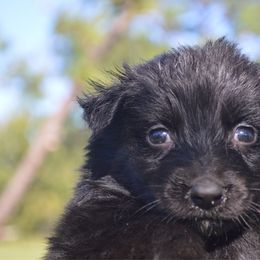Midnight - Black male Australian Shepherd puppy in Dade City, Florida from Autumn Fall Aussies