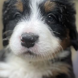 Cedar - Black rust and white male Bernese Mountain Dog puppy in Fountain, North Carolina from Stargirl Bernese Mountain Dogs
