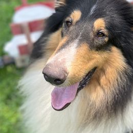 Collies from Cranford Collies