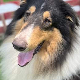 Collies from Cranford Collies