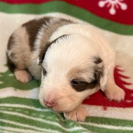 Larry - Red merle male Australian Shepherd puppy in Grove, Oklahoma from Dollface Aussies