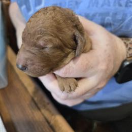 Girl 3 - female Poodle puppy in Vass, North Carolina from Dakliff Standard Poodles