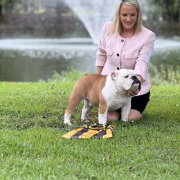 Bulldog and French Bulldog All Grown Up from Empire Bulldogs & French Bulldogs