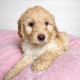 Carolina - Cream female Aussiedoodle puppy in High Point, North Carolina from Kingsfield Doodles