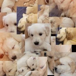 Golden Retriever Puppies from Bear Ridge Kennels
