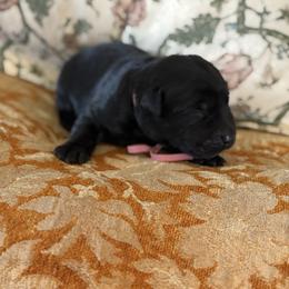 Girl 1- first pick black female - Black female Labrador Retriever puppy in Isanti, Minnesota from Four Corners Family Labs