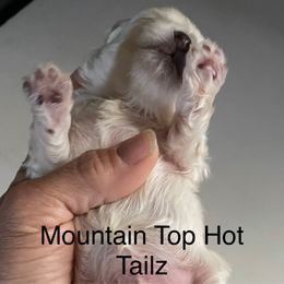 Chi - White male Morkie puppy in Taylorsville, North Carolina from Mountain Top Hot Tailz
