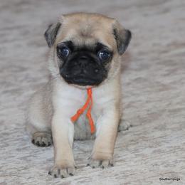 Cora - Fawn female Pug puppy in Winnsboro, Texas from Southern pugs