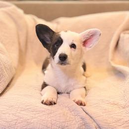 Zada - Brindle and white female Cardigan Welsh Corgi puppy in Bixby, Oklahoma from KaloKalo Cardigans