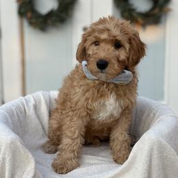 Rowan - Red  male Goldendoodle puppy in Layton, Utah from Gracious Doodle Dogs