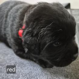 Sequoia red collar - Black female Labrador Retriever puppy in Greenwich, Ohio from Pure Gem Kennel
