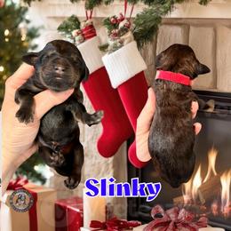 Slinky - Sable male Bernedoodle puppy in Banner Elk, North Carolina from Walnut Tree Bernedoodles