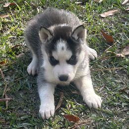 Zeus - Black and white male Siberian Husky puppy in Summerville, South Carolina from Carolina Husky Lodge