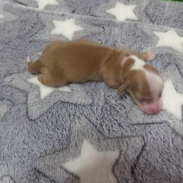 Dachshund Puppies from Dashing Dachshunds n Texas