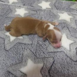 Dachshund Puppies from Dashing Dachshunds n Texas