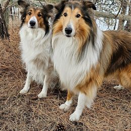 Scottish Collie  All Grown Up from Franklin Farm Collies