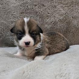 Light Blue Collar Female - Red female Pembroke Welsh Corgi puppy in Tenino, Washington from LoneStar Corgis NW