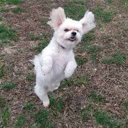 Maltese, Maltipoos, and Poodles from MountCarmelPuppies