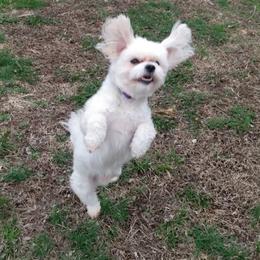 Maltese, Maltipoos, and Poodles from MountCarmelPuppies