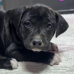 Pink Collar Female - Brindle female Mountain Cur puppy in Georgetown, Ohio from Walnut Ridge Mountain Curs