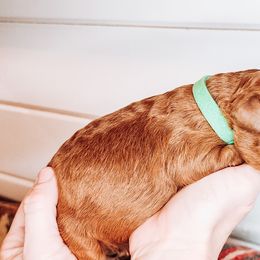 Labradoodle and Poodle Puppies from Lake City Poodles & Doodles