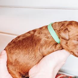 Labradoodle and Poodle Puppies from Lake City Poodles & Doodles
