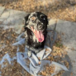 Celeste - Black & white female Australian Shepherd puppy in Valrico, Florida from Southern Sky Aussies