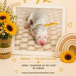 Sunshine - Cream female Goldendoodle puppy in Frostproof, Florida from Lover Dover Doodles