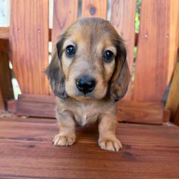 Shaded red dapple - Dapple male Dachshund puppy in Santa Rosa, California from Signature Mini Dachshunds