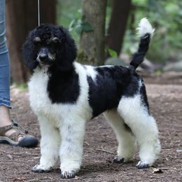 Poodle Puppies from Misfire Kennel