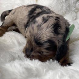 Dachshund Puppies from Hart Dachshunds